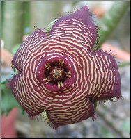Tromotriche revoluta  v tigrida